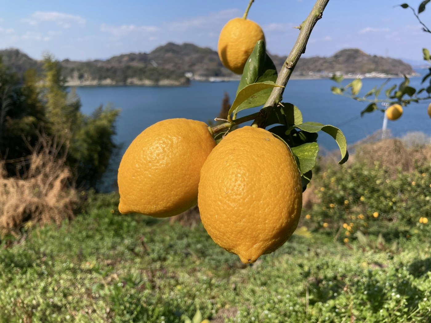 Organic lemons from "SHINTARO FARM"